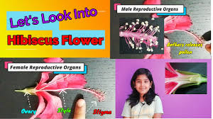 Together, these organs make up the male part of the flower known as the stamen. Science Project Hi Kids Let S Learn On Hibiscus Flower Part 2 Of Plant Science Experiment Youtube