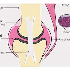 Articular cartilage, also called hyaline cartilage, is the smooth, glistening white tissue that covers the surface of all the freely moveable joints, such as the knee and shoulder, in the human body. An Overview Of A Typical Joint Structure Hyaline Cartilage The Most Download Scientific Diagram
