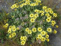 Image result for Arctotheca