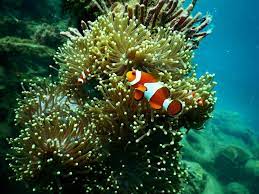 Anemon adalah hewan yang berkembang biak dengan cara. Anemon Laut Berkembang Biak Dengan Cara Tema Android