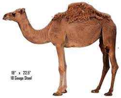 Camels, llamas and alpaca unit 58: Pin On Drawing Ideas