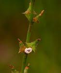 Image result for Oxygonum dregeanum