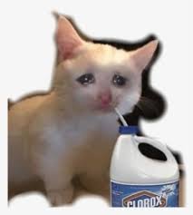 Meme Cat Sad Vaporwave Aesthetic Sad Cat Meme Hd Png Download Kindpng