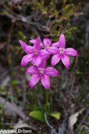 Image result for Elymandra grallata