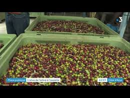Recolte Des Olives A Aups Youtube