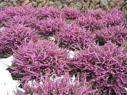 Kramer's red winter heath (blooms january through april). Erica X Darleyensis Kramer S Rote Winter Heath