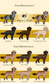 13 judicious labradoodle color chart