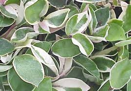 Light requirements for hoya krimson queen care. Hoya Carnosa Krimson Queen Glasshouse Works