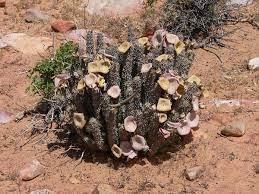 If we spoke/speak to robbie, we would tell him to bring the camping equipment. Hoodia Gordonii Wikipedia