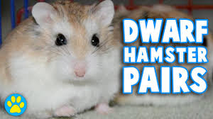 Feb 23, 2016 · how long do hamsters live? Do Dwarf Hamsters Need To Live In Pairs Youtube