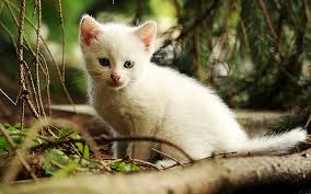 Choosing a cat name is not easy. Girl Cat Names 400 Fabulous Names For Female Felines