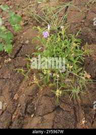 Image result for Barleria lancifolia