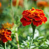 But calendula is actually an entirely different plant. 3