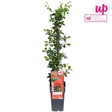 Image result for Pyracantha coccinea red column