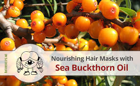 Sibu sea berry therapy 1098 e. Nourishing Hair Masks With Sea Buckthorn Oil