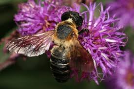 Image result for Vernonia turbinella