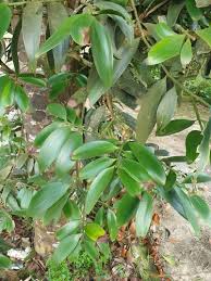 Image result for Nageia