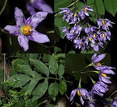Image result for Solanum seaforthianum