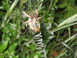 Black And Yellow Striped Spider Europe Spider Black Yellow Garden Spider Writing Spider Or Corn Spider Argiope Aurantia The Etymology Of Its Name Means G Garden Spider Black N Yellow Spider