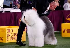 The show will be held at lyndhurst, a property of the national trust for historic preservation, in tarrytown, new york. Westminster Dog Show 2021 See The Best In Show Group Winners Fox23 News