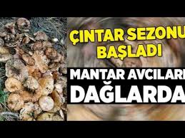 Cintar Toplama Kanlica Mantari Nasil Bulunur Melki Mantari Toplama Espit Mantari Bulma Youtube