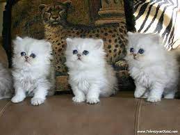 pin on animal love