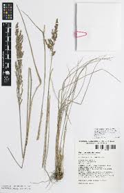 Image result for Poa binata
