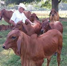 Indeed, we even have buyers looking for brahman cattle for export or brahman show cattle, visiting our ranch, or using the internet to view our quality cattle. Brahman Cattle For Sale Pretoria Free Classifieds In South Africa