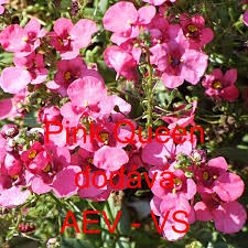 Image result for ostruhatka