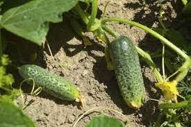 Cucumber plants need a small dose of fertilizer every 10 to 14 days for maximum growth and production. Fertilizer Of Cucumber Cromalinsupport