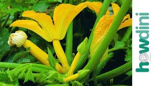 Bring a large pot of water to a rolling boil. How To Plant Summer Squash Youtube
