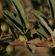 Image result for Grewia falcistipula