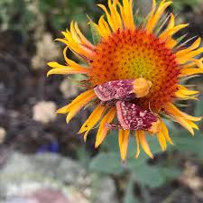 Image result for Buchnera affinis