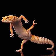 Imgurcom Funny Lizards Cute Reptiles Dancing Animals