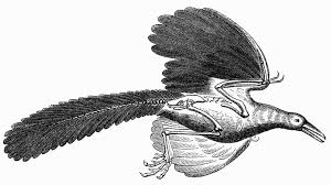 Since that time, only five other specimens have been uncovered, with the best specimens being at the humboldt museum in berlin and the british museum. Archaeopteryx Ist Fossil Des Jahres Klicker Nachrichten Fur Kinder Nachrichten Kinder