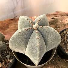 If you want to keep things on the safe side, it's better to stick multiple plants of the same type in a single pot. 25 Best Indoor Cactus Plants For Home Balcony Garden Web