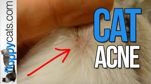 Check spelling or type a new query. Cat Zits On Ragdoll Cat Chiggy Feline Acne Cat Acne Youtube
