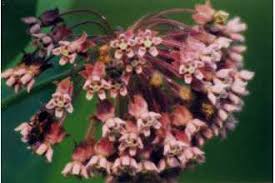 Plants Profile For Asclepias Syriaca Common Milkweed