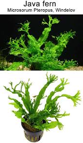 Penanaman dan jarak tanam porang. Java Fern Care Guide Planting Growing And Propagation Shrimp And Snail Breeder