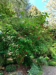 Episode 43 Plant Delights Field Trip Finegardening Plants Cool Plants Fine Gardening
