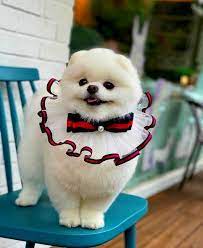 2021 satilik pomeranian boo fiyatlari panosundaki pin