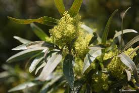 Image result for Searsia lancea