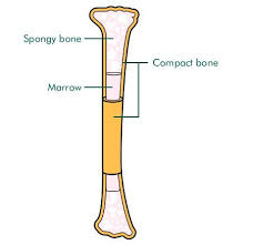 Bone Marrow Diagram Grade 3 Science Science Activities