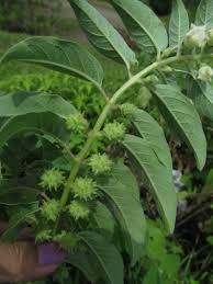 Image result for Pedaliaceae