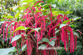 Image result for Acalypha fimbriata