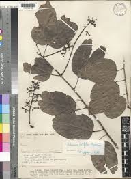 Image result for Tiliacora funifera