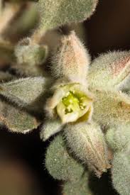 Image result for Glinus lotoides