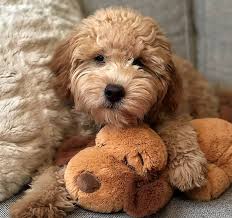 The pouch provides easy access to turn the heartbeat on and off, or to insert a new heat pack for warmth. 25 Helpful Products From Petsmart