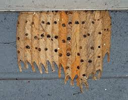Birds That Make Mud Nests On Houses Mud Dauber Nest Wasp Nest Bees And Wasps Nest