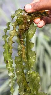 Image result for Aponogeton stuhlmannii